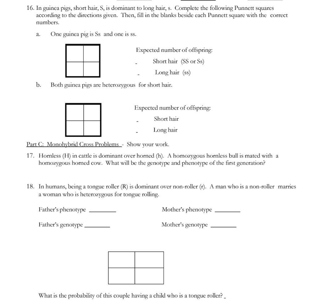 Monohybrid Cross Worksheet