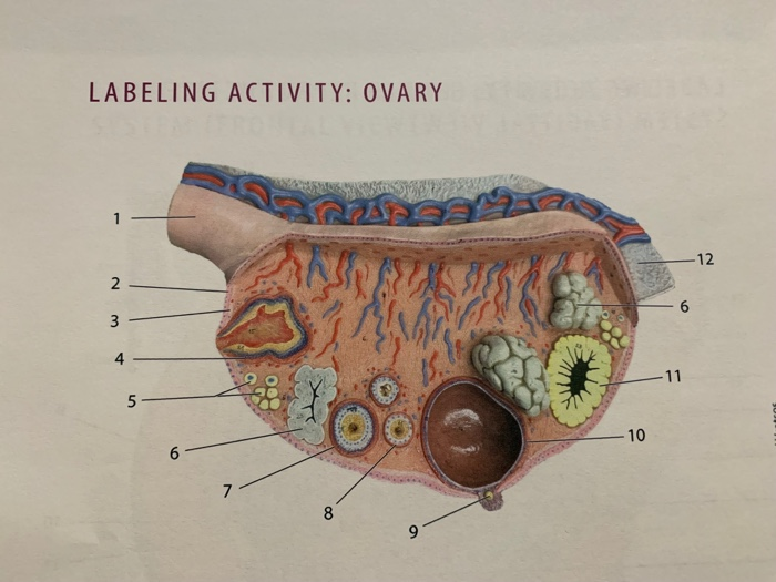 Label Sagittal Section Of Male Reproductive System