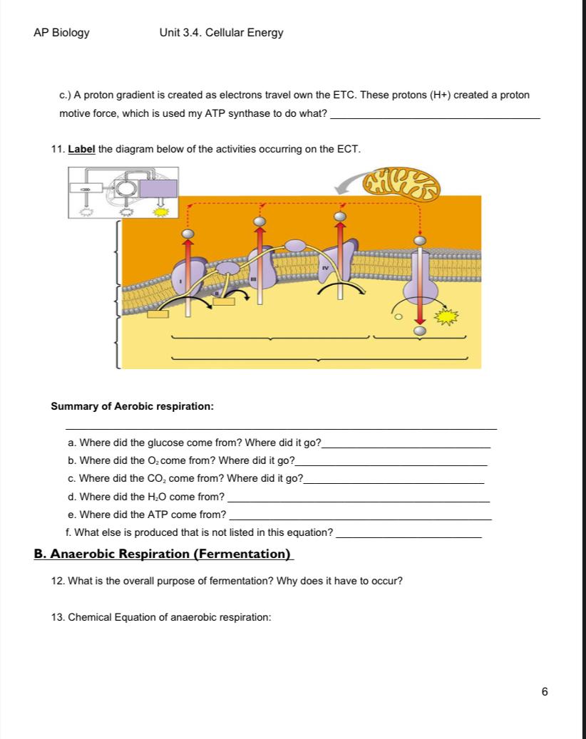 Solved I need help with an AP Biology document. Please show | Chegg.com