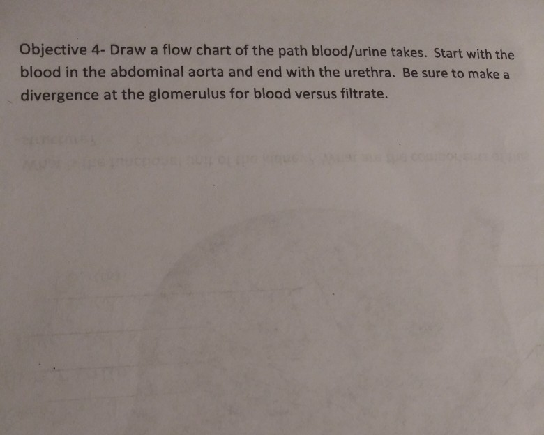 Solved Objective 4-Draw a flow chart of the path blood/urine | Chegg.com