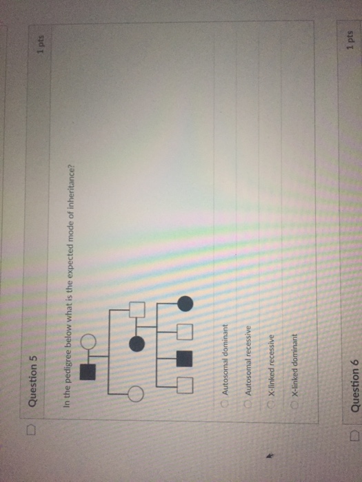 Solved D Question 5 1 pts In the pedigree below what is the | Chegg.com