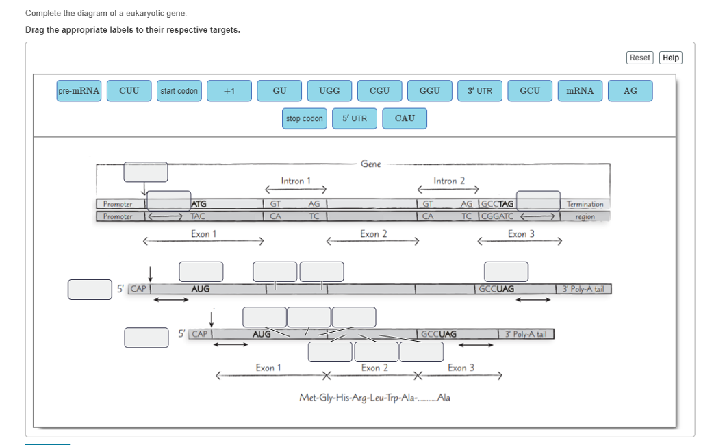 Solved Complete the diagram of a eukaryotic gene Drag the | Chegg.com