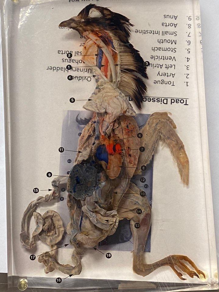 bird dissection