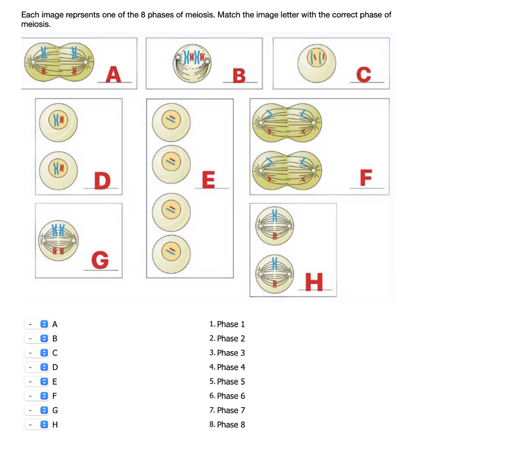 Solved Each image reprsents one of the 23 phases of meiosis Regarding Meiosis Matching Worksheet Answer Key