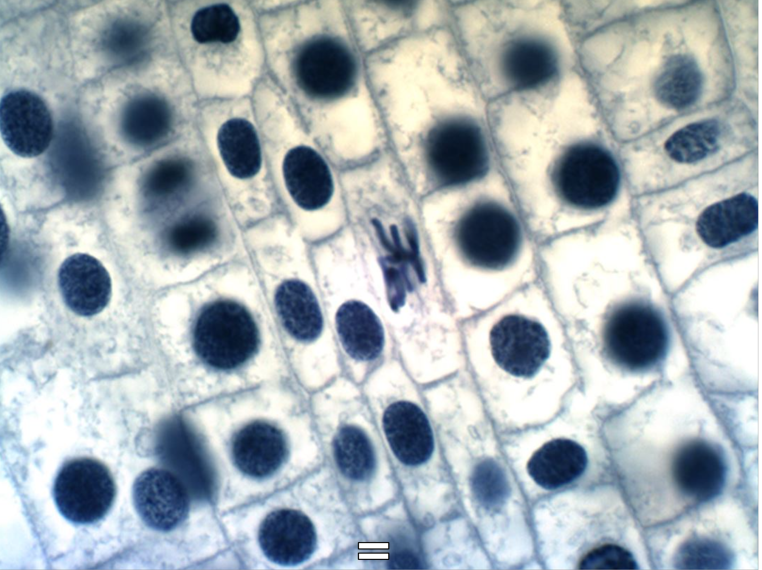 Solved In what stage or stages of the cell cycle were most | Chegg.com