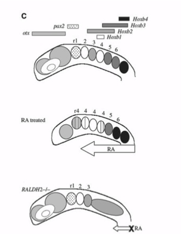 Solved diagram of a mouse brain in WT untreated, | Chegg.com
