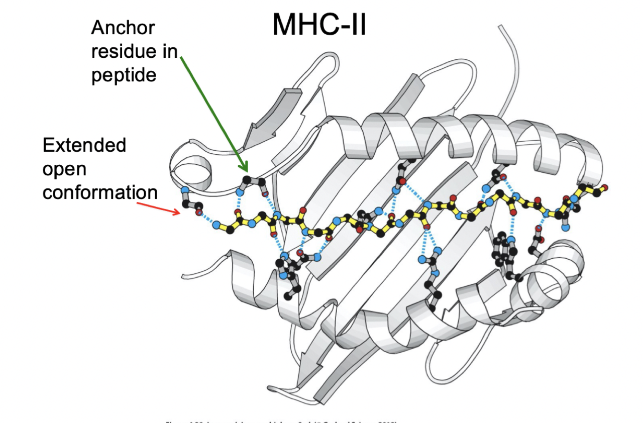 Solved 14The Major Complex MHC called HLA