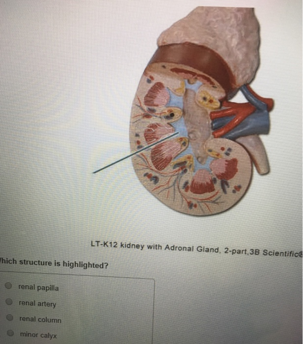 Solved KPAL Models > Urinary System> Quiz PAL Models