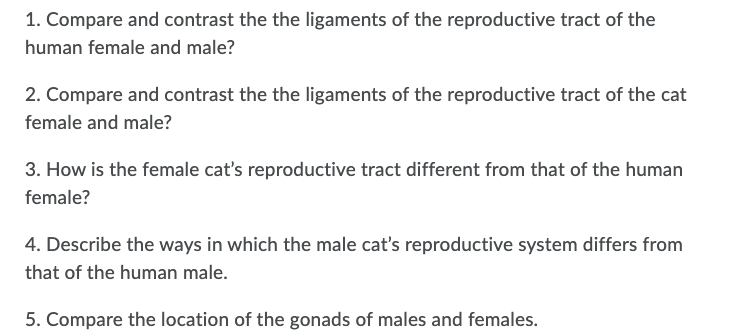 male cat reproductive system