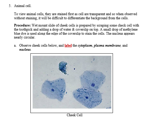 Solved 5. Animal cell. To view animal cells, they are 