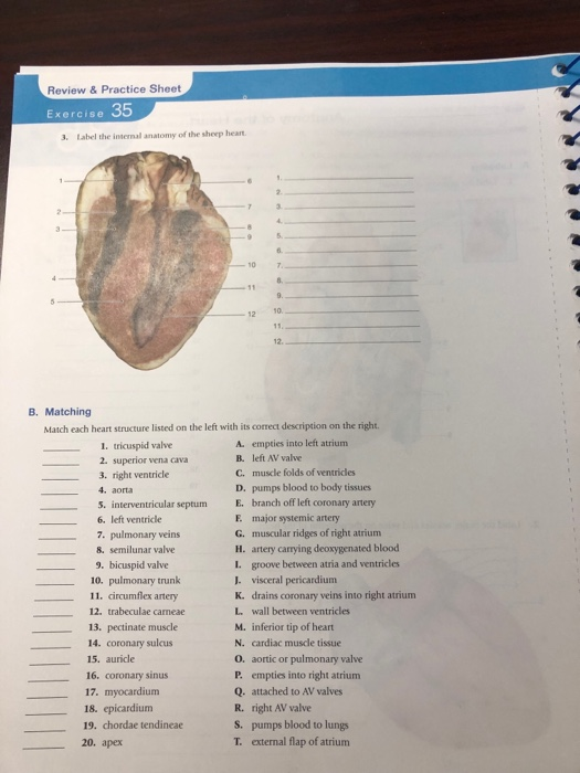 solved-p-review-practice-sheet-now-available-in-chegg