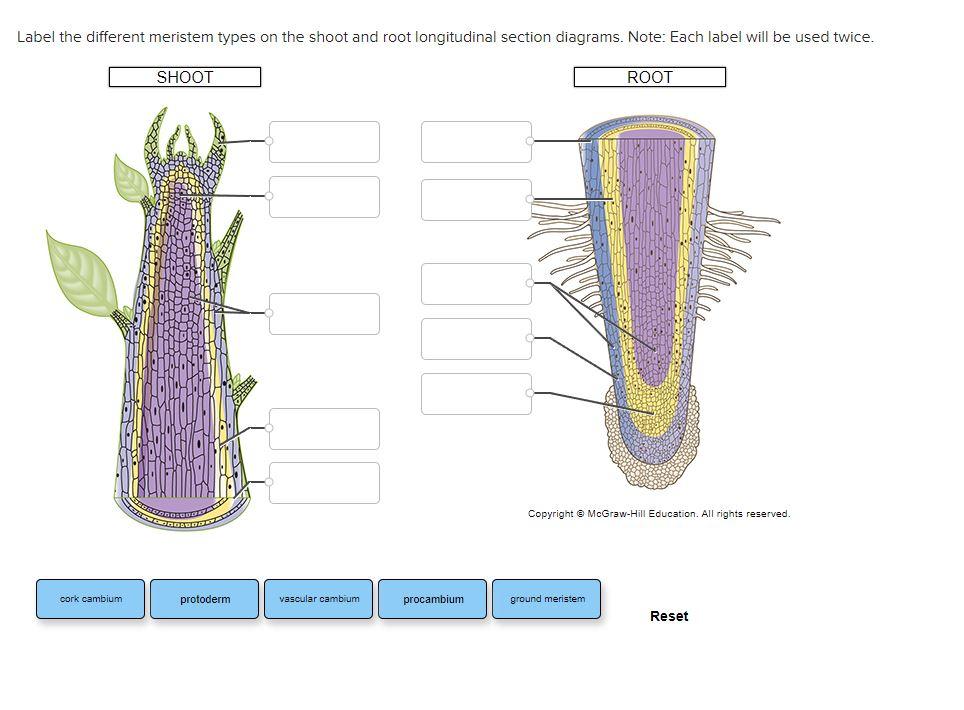 Solved Label The Different Meristem Types On The Shoot And 