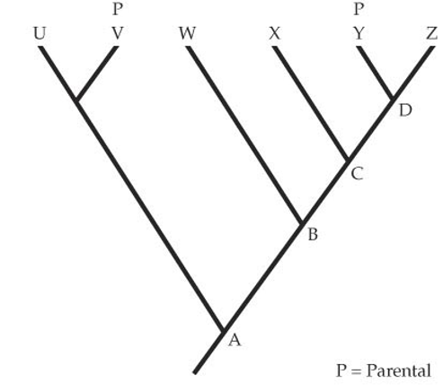 Solved For Questions 21-24 Below Is A Phylogeny In Which | Chegg.com