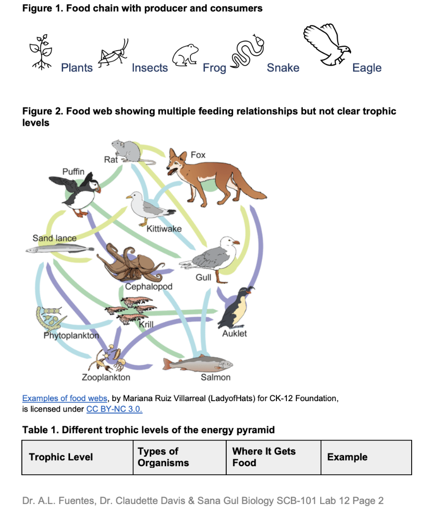 Solved Figure 1. Food chain with producer and consumers | Chegg.com