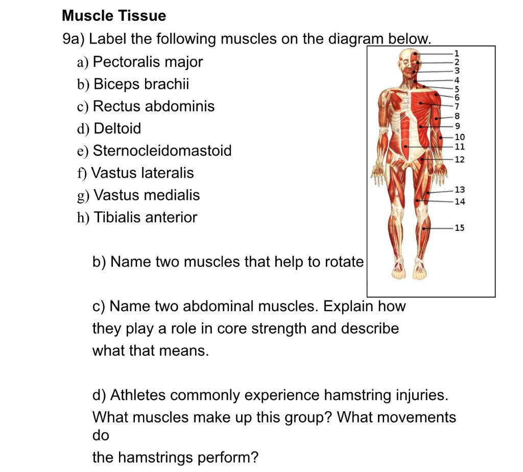 Solved Muscle Tissue 9a) Label the following muscles on the | Chegg.com