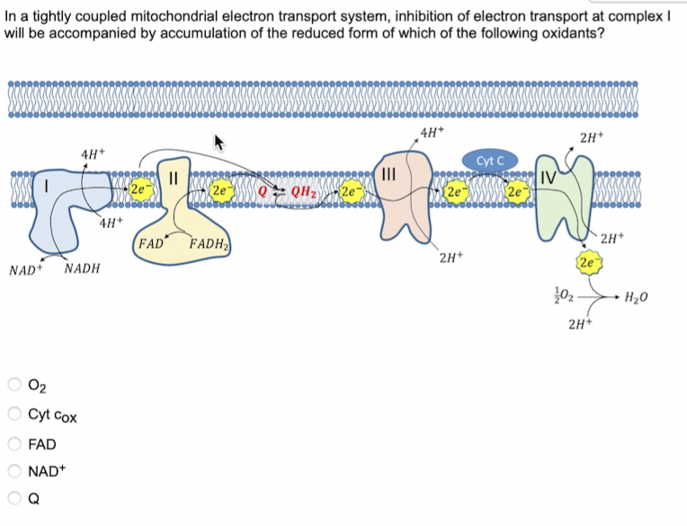 Solved In a tightly coupled mitochondrial electron transport | Chegg.com