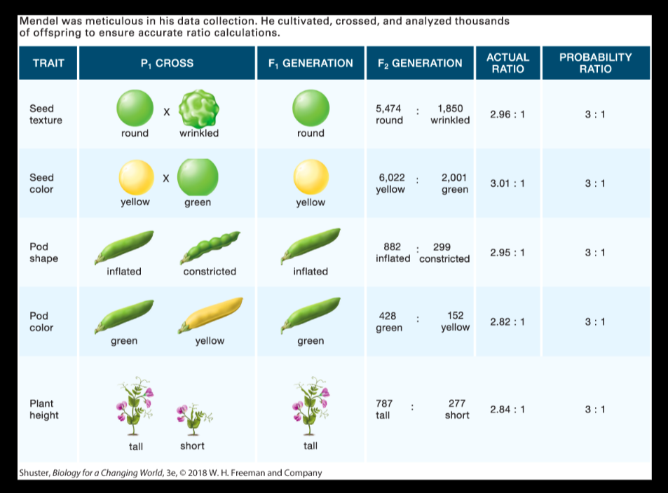 f1-generation-definition-bio-lect-punnett-squares-p-f1-f2