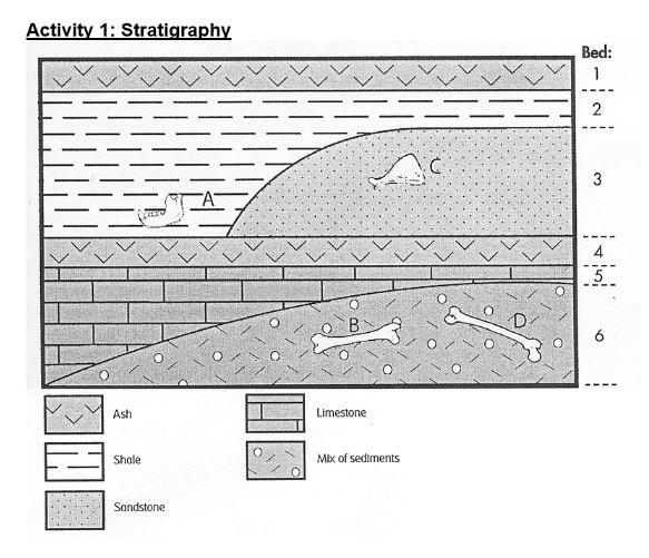 Activity 1: Stratigraphy
Ash Limestone
Shale
Mix of sediments
Sandstone