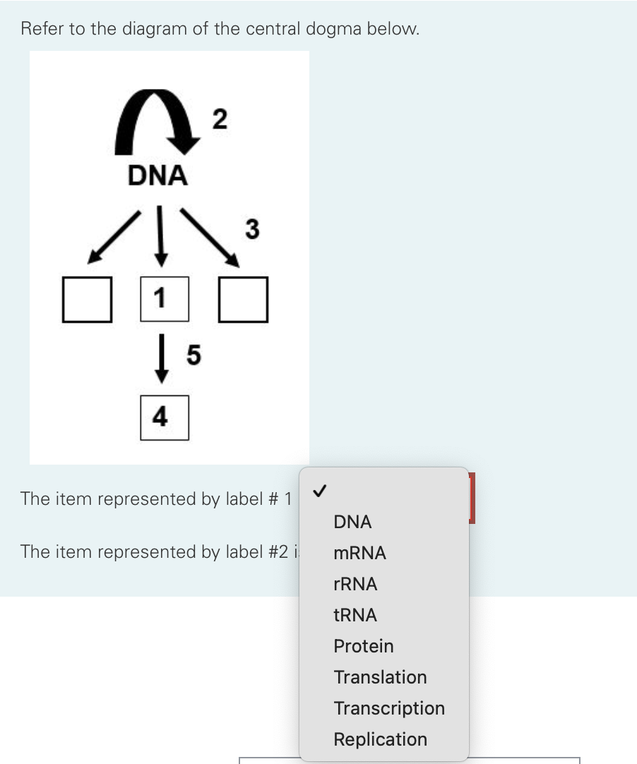 Solved Refer to the diagram of the central dogma below. 2 n | Chegg.com