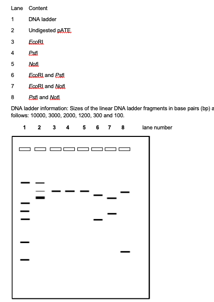 Solved 1. Why is RNAse added to the resuspension solution in | Chegg.com