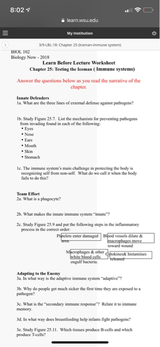The Immune System Worksheet Answers - Ivuyteq