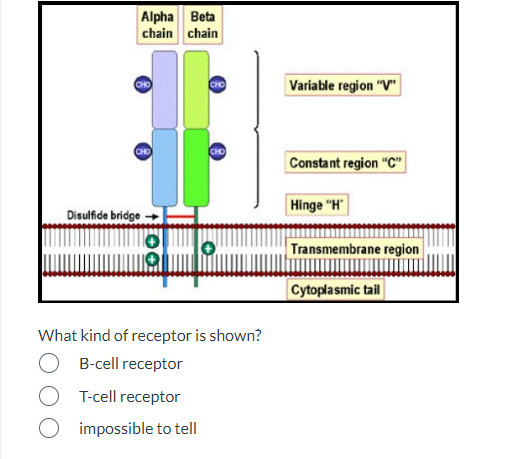 t cell receptor and b cell receptor ppt