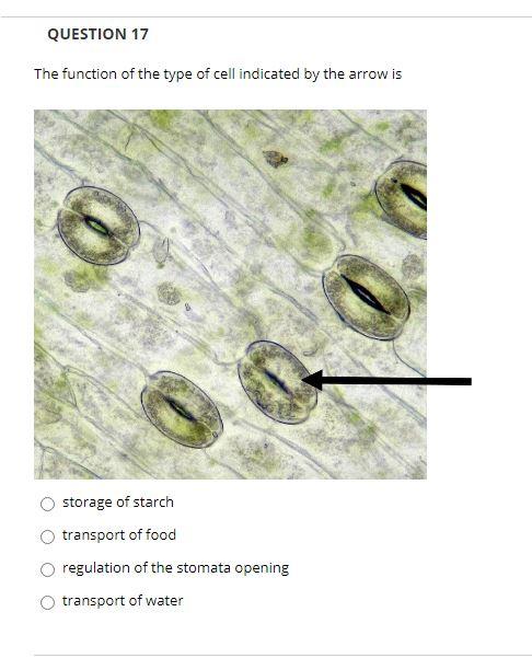 Solved QUESTION 20 The function of these cells is movement | Chegg.com