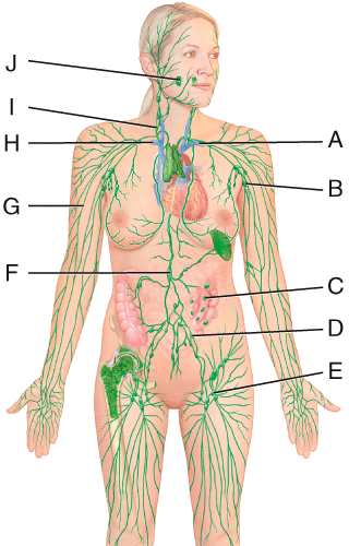 immune system diagram unlabeled
