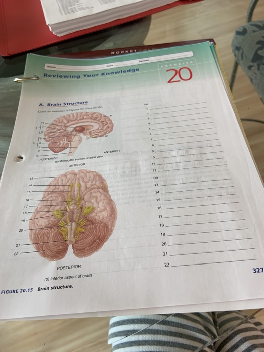 Solved eRCise Reviewing Your Knowledge 20 A. Brain Structure | Chegg.com