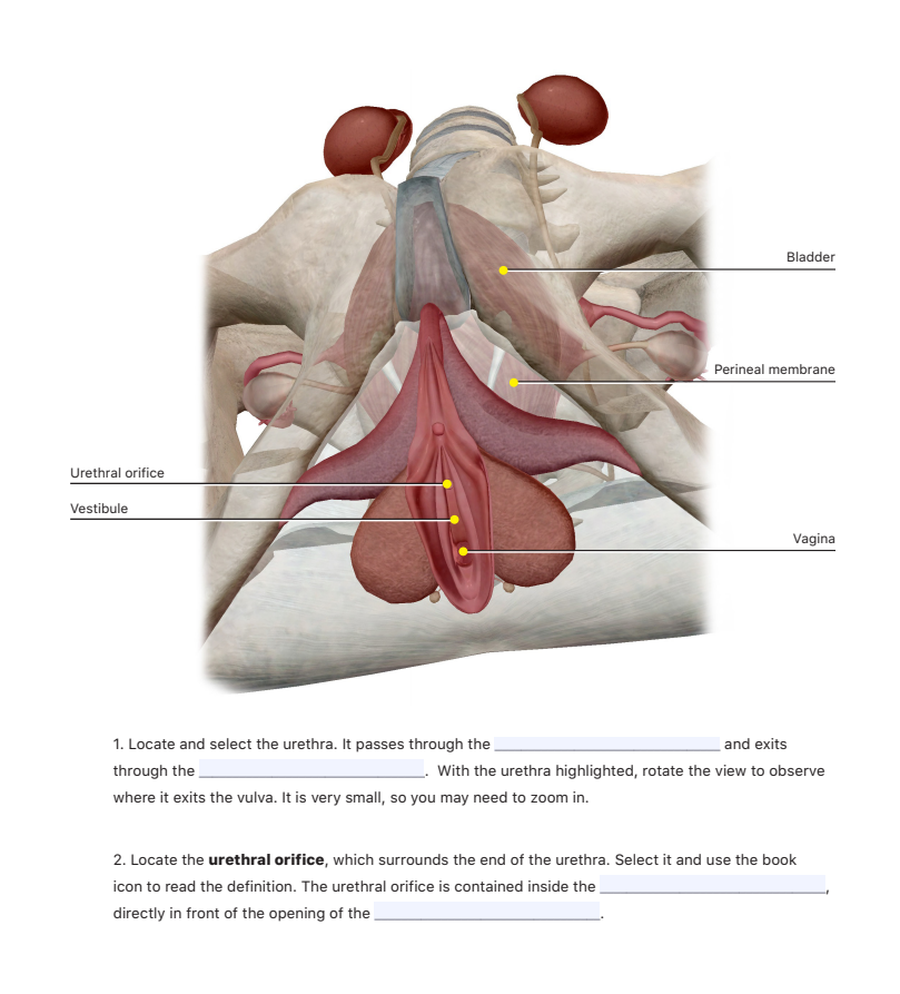 Urethra Urethral Stricture
