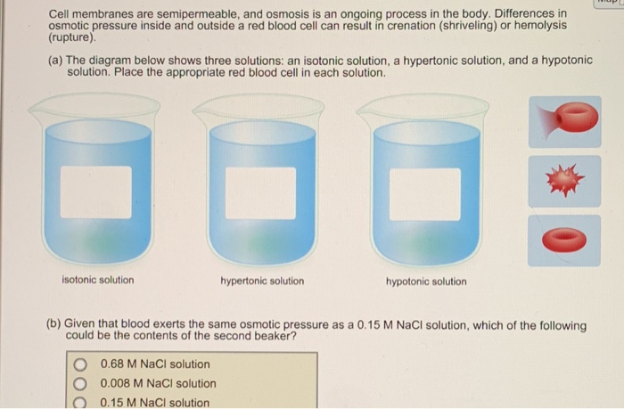 solved-cell-membranes-are-semipermeable-and-osmosis-is-an-chegg