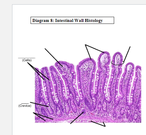 Solved Diagram 7: Intestinal Wall | Chegg.com