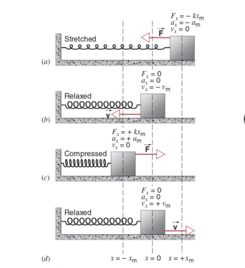 Solved F1 = – kxm a = - Am Ě V;= 0 Stretched eee (a) Fx = 0 | Chegg.com