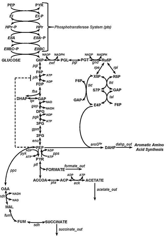 Question: Please Refer To The Attached Diagram* For Aromatic Amino Acid ...