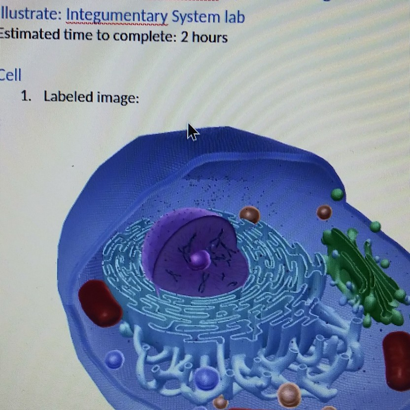 Solved llustrate: Integumentary System lab Estimated time to | Chegg.com