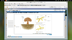Ch. 31 Fungi Flashcards | Chegg.com Ch. 31 Fungi Flashcards | Chegg.com