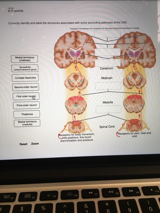 0.71 Points Correctly Identify And Label The Struc... | Chegg.com
