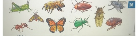 solved-construct-a-dichotomous-key-to-the-insects-when-the-chegg