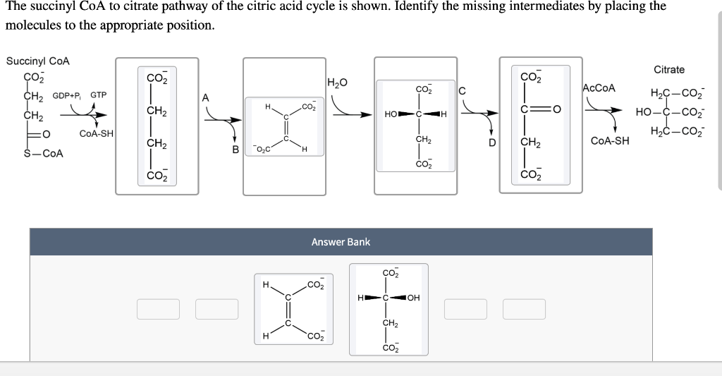 Solved The Succinyl Coa To Citrate Pathway Of The Citric