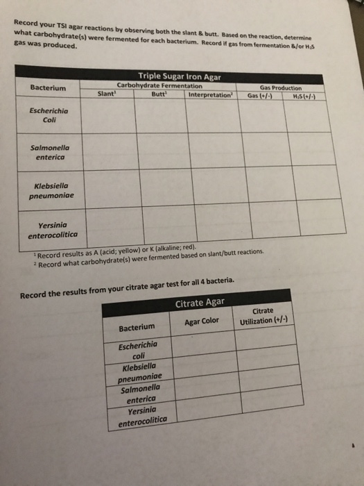 Solved Record your TSI agar reactions by observing both the | Chegg.com