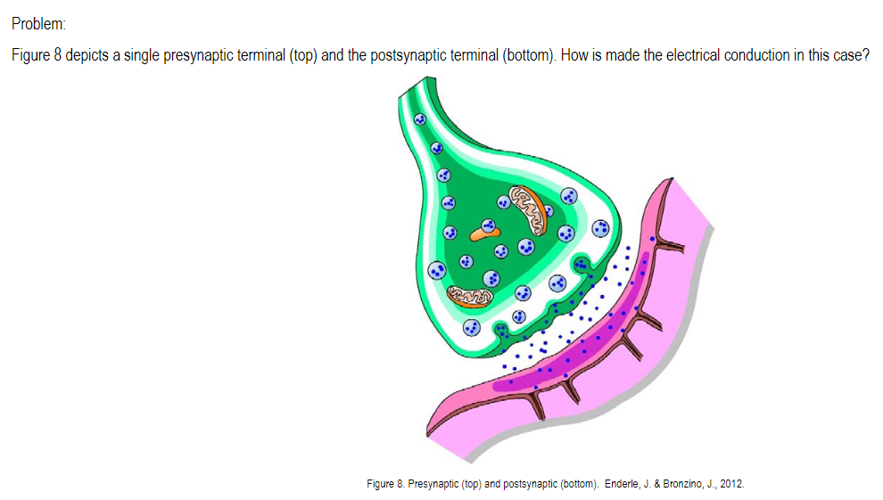 Figure 8 depicts a single presynaptic terminal (top) and the postsynaptic terminal (bottom). How is made the electrical condu