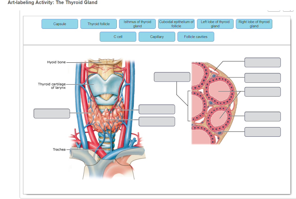 Thyroid Cartilage Anatomy - Anatomy Reading Source