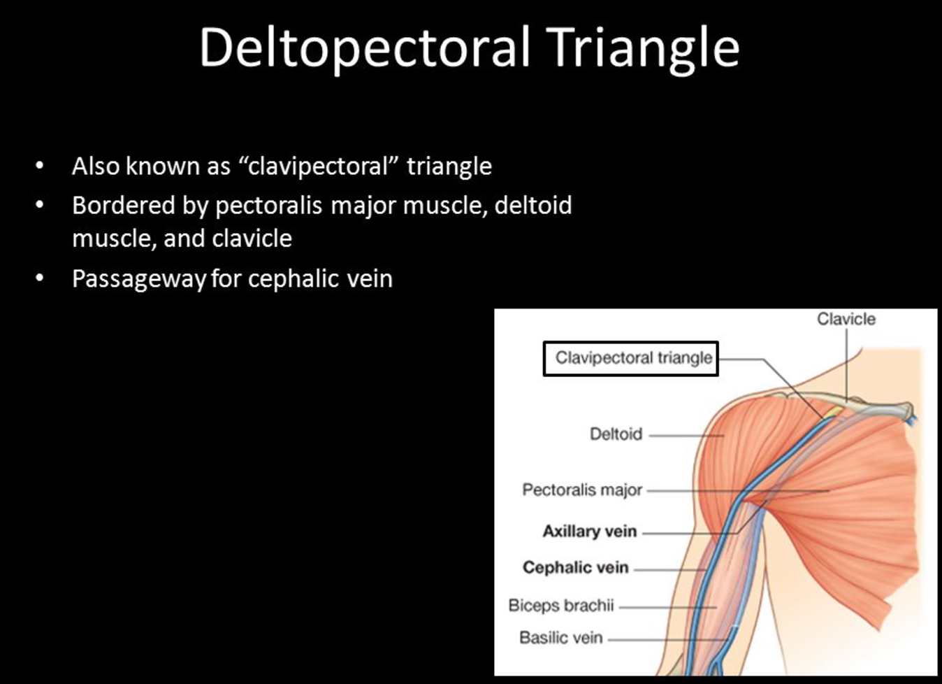 deltopectoral triangle