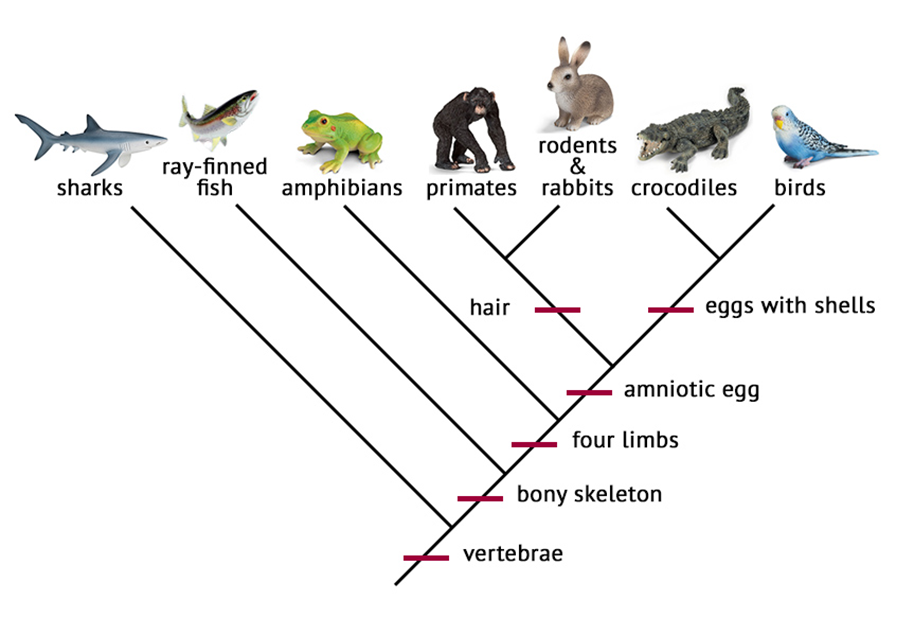 Solved 21. Which statement does not describe the rules to | Chegg.com