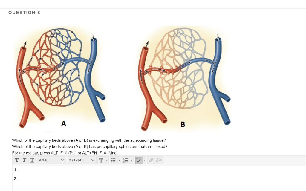 Solved QUESTION 6 A B Which of the capillary beds above (A