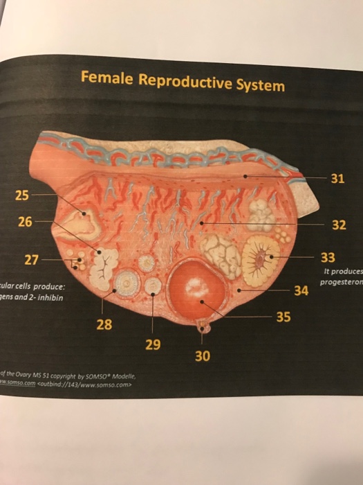 Anatomy And Physiology Archive | December 11, 2017 | Chegg.com