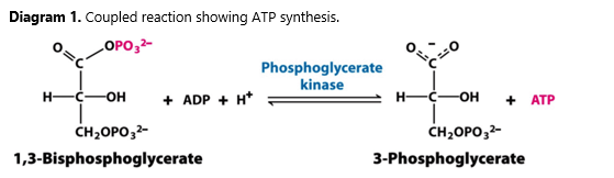 1 3 bisphosphoglycerate