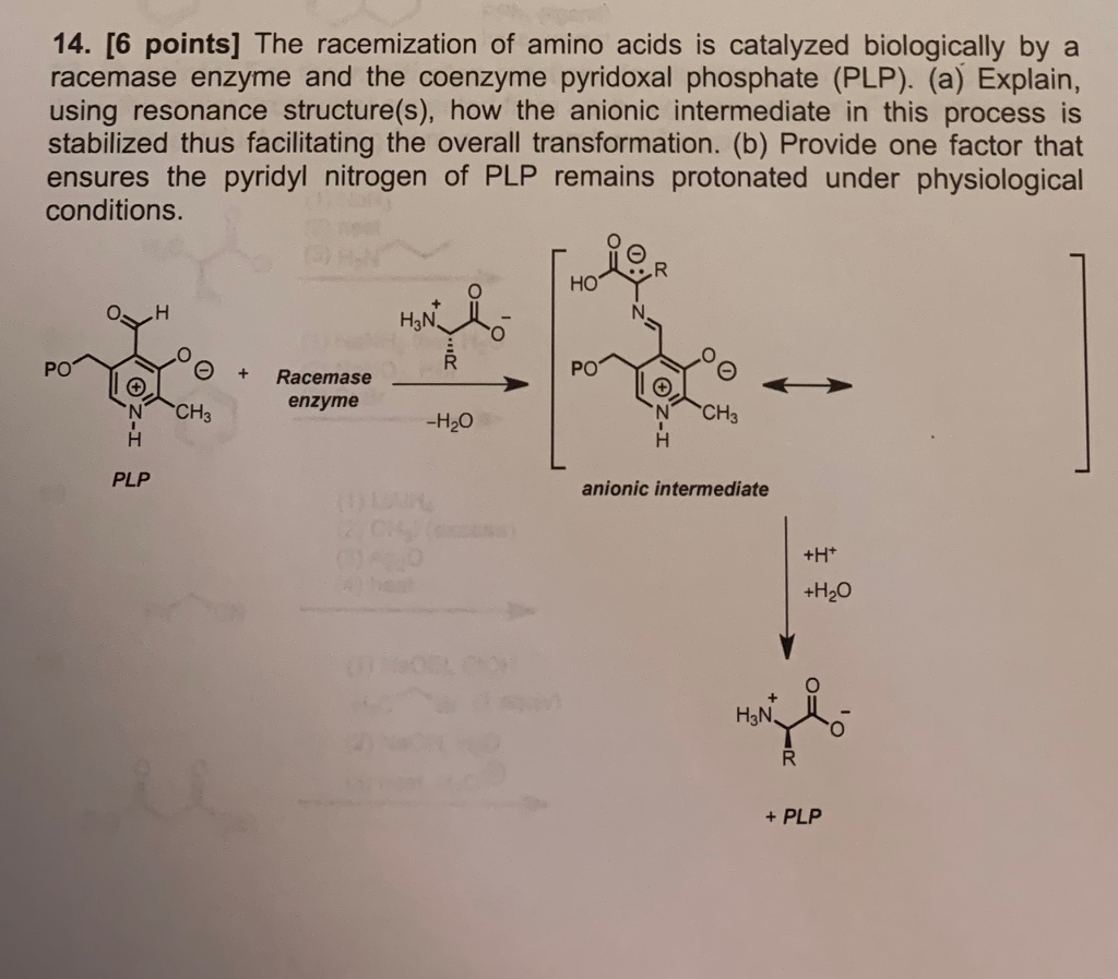 14. [6 points] The racemization of amino acids is | Chegg.com