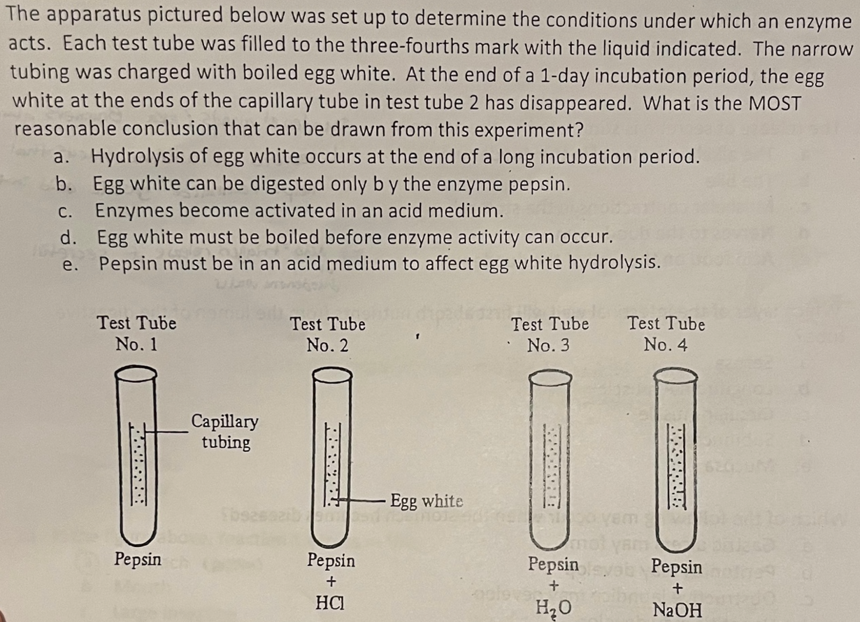 pepsin egg white experiment temperature