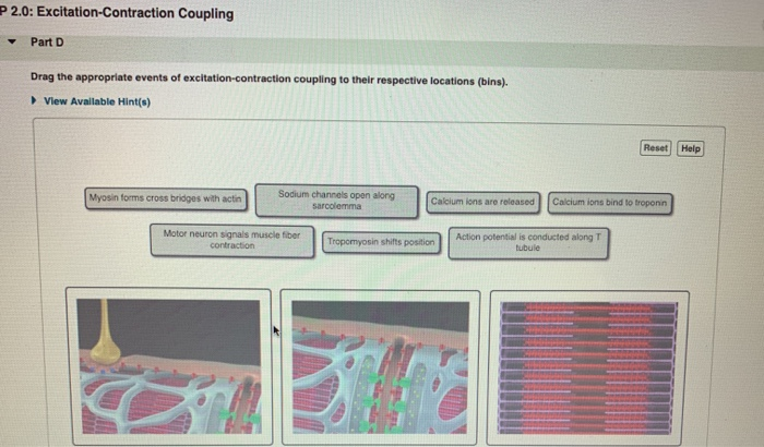 Solved: P 2.0: Excitation-Contraction Coupling Part D Drag... | Chegg.com
